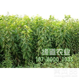 2019年重慶鳳凰李子苗市場報(bào)價(jià)及價(jià)格趨勢分析