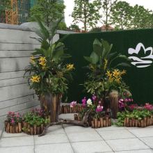 綠化植物租賃 為現(xiàn)代空間注入自然活力