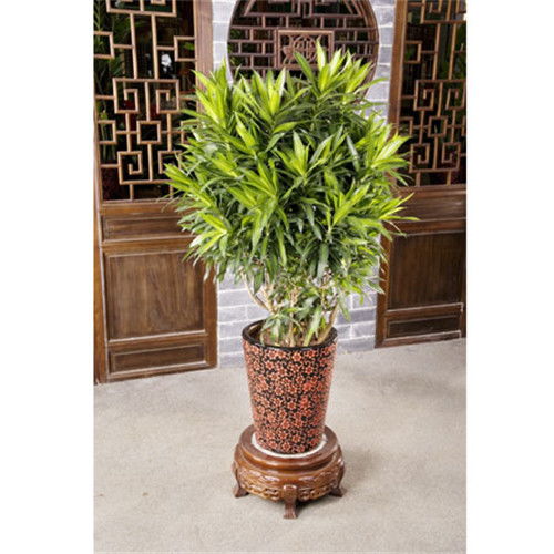 寶山工廠(chǎng)綠化收費(fèi)與養(yǎng)護(hù)服務(wù)指南