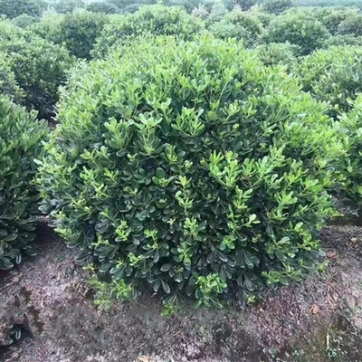 綠化養護服務 提升您的園林景觀品質