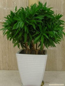 辦公室花卉租賃 一站式綠植租擺與專業(yè)養(yǎng)護(hù)服務(wù)